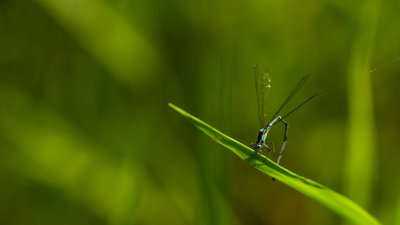  Odonate 