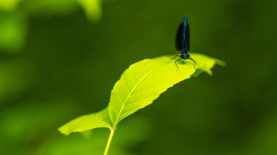 Demoiselle Bistre - Calopteryx Maculata