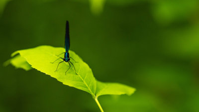  Demoiselle Bistre - Calopteryx Maculata