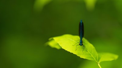 Demoiselle Bistre - Calopteryx Maculata 