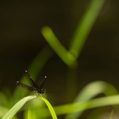  Demoiselle Bistre - Calopteryx Maculata