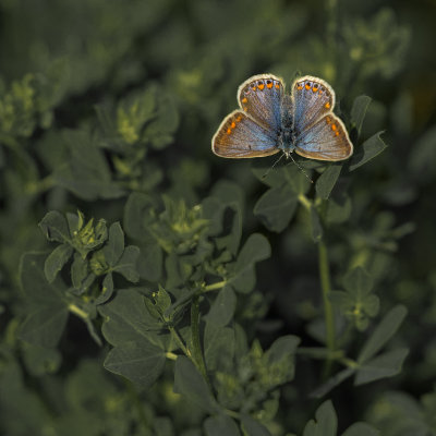  Polyommatus icarus