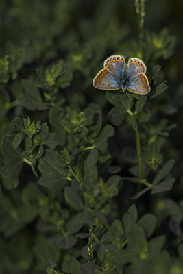 Polyommatus icarus