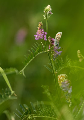 g10/87/963387/3/166992536.LlWJ3Ph4.jpg