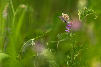 Polyommatus icarus sur Vesce jargeau 