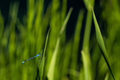  Agrion 