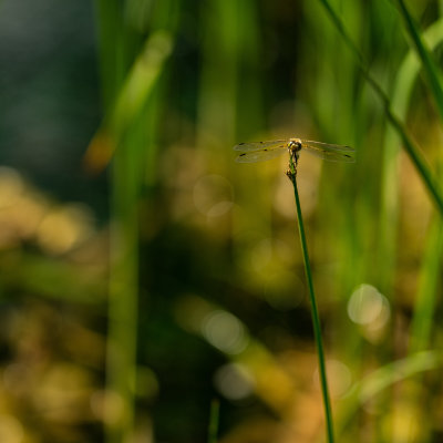 Libellula quadrimaculata 
