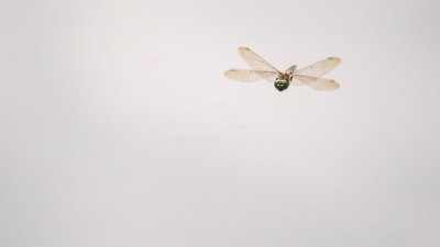 Libellula quadrimaculata