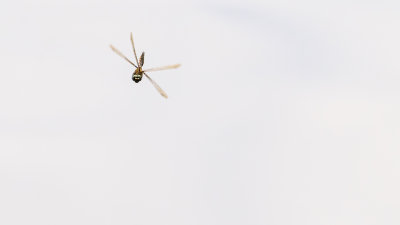  Libellula quadrimaculata 