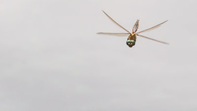 Libellula quadrimaculata 