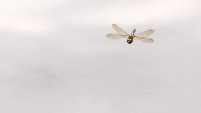 Libellula quadrimaculata
