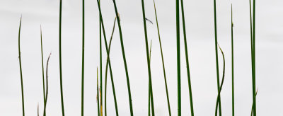 Agrion, Escargot, Exuvies, Roseaux