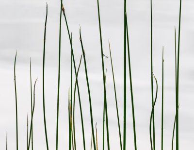  Agrion, Escargot, Exuvies, Roseaux
