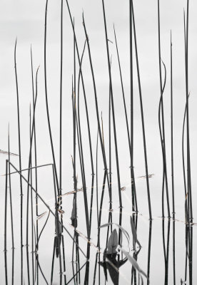 Des lignes, des lignes, des lignes