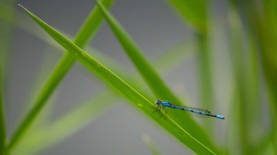 Agrion 