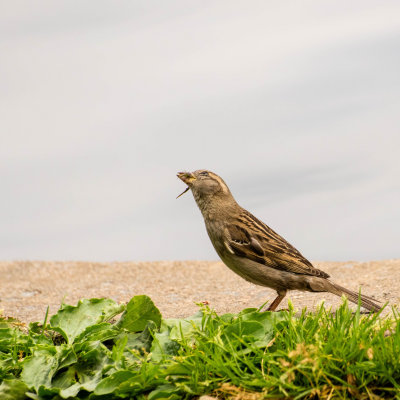 Moineau et larves d'Odonates
