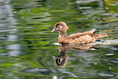 Canard Branchu (femelle)