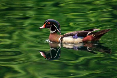 Canard Branchu (mle) 