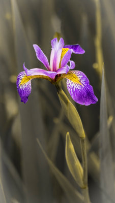  Iris