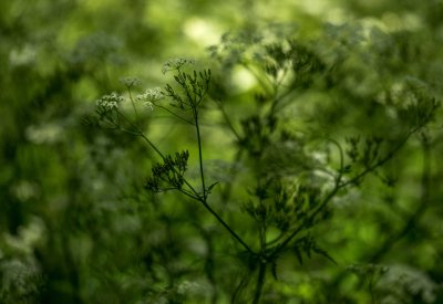 Cerfeuil sauvage - Anthriscus sylvestris 