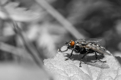  Mouche 