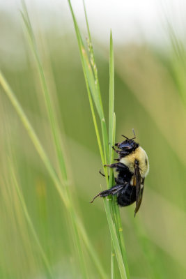  Un Bourdon  l'aube 