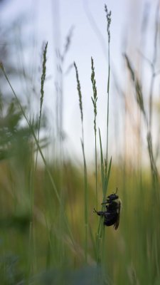 Un Bourdon  l'aube 
