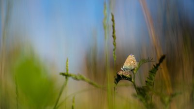  Polyommatus icarus sur Vesce jargeau 