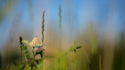 Polyommatus icarus sur Vesce jargeau