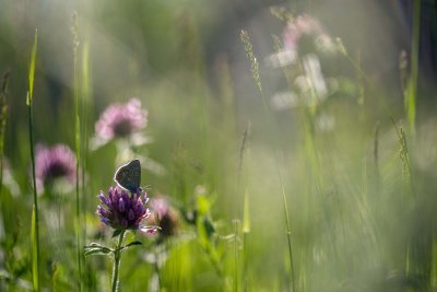 Polyommatus icarus sur Trfle 