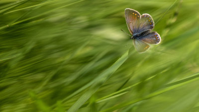  Polyommatus icarus 