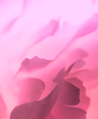  Rve de Pivoine