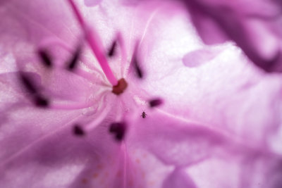 De la visite chez le Rhododendron 