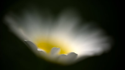  Rve de Marguerite