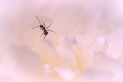 g10/87/963387/3/167011261.K5R6XDuq.jpg