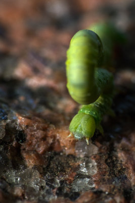 Geometridae 