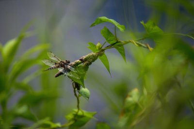 Libellula quadrimaculata