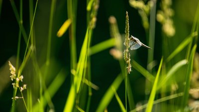  Libellula quadrimaculata 