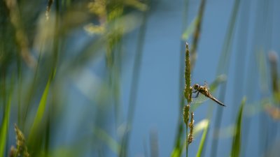  Libellula quadrimaculata 