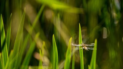 Libellula quadrimaculata 