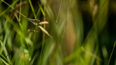 Libellula quadrimaculata 