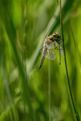  Libellula quadrimaculata et proie