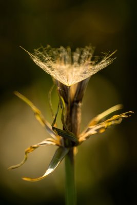  Plante 