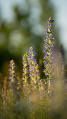 Viprine commune - Echium vulgare