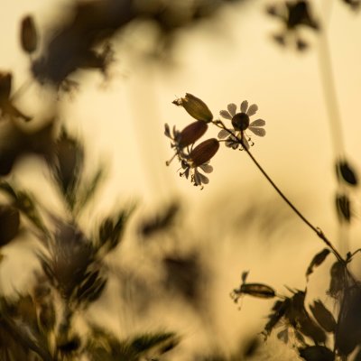  Silnes  l'aube 