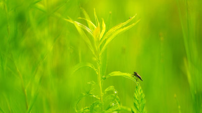 Asilidae