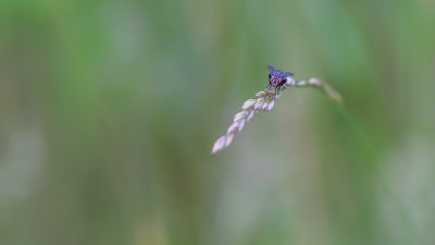 Mouche