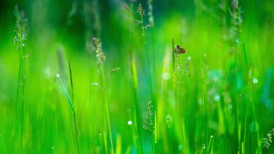  Hesprie sur Gramine