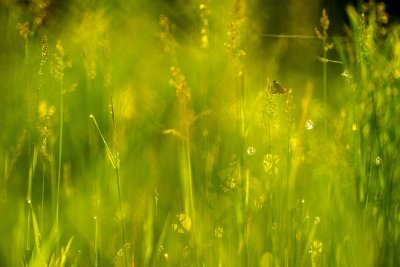 Hesprie sur Gramine