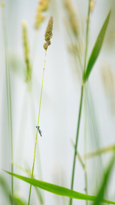  Agrion 